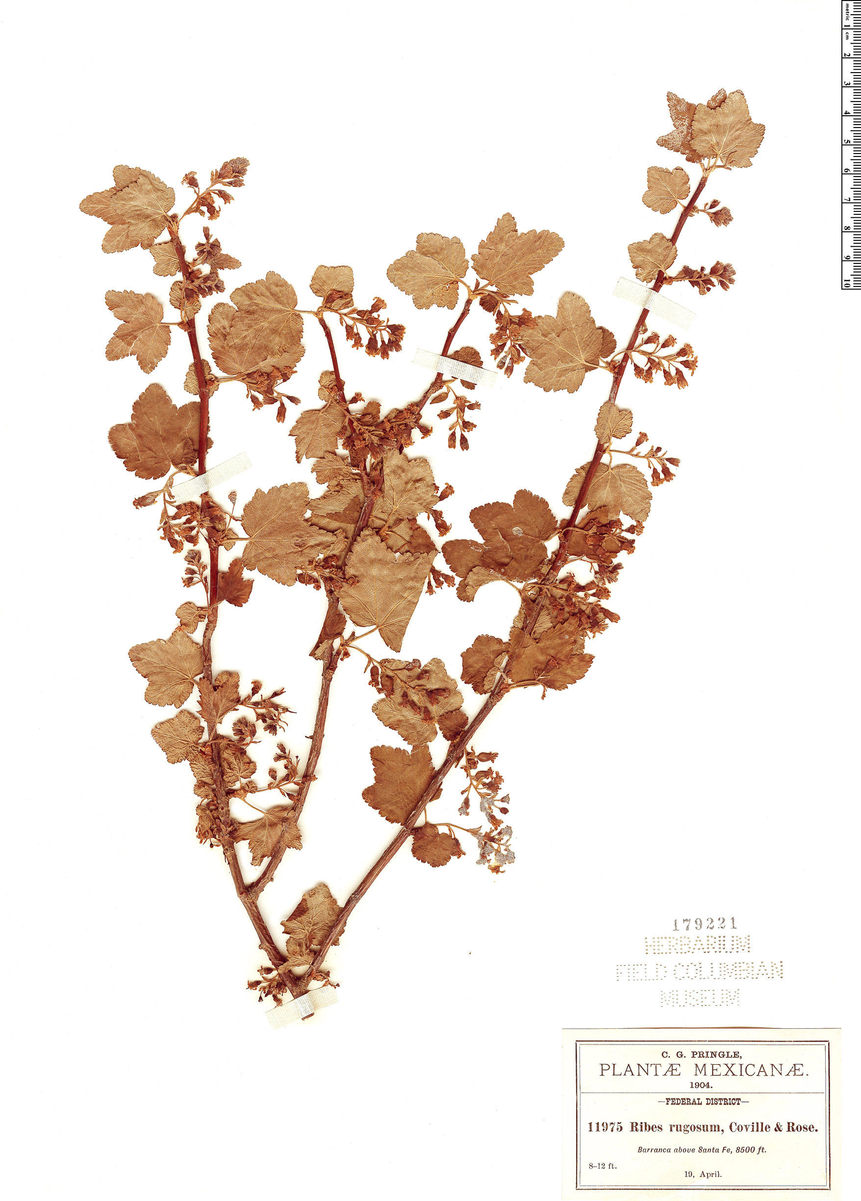Ribes rugosum image