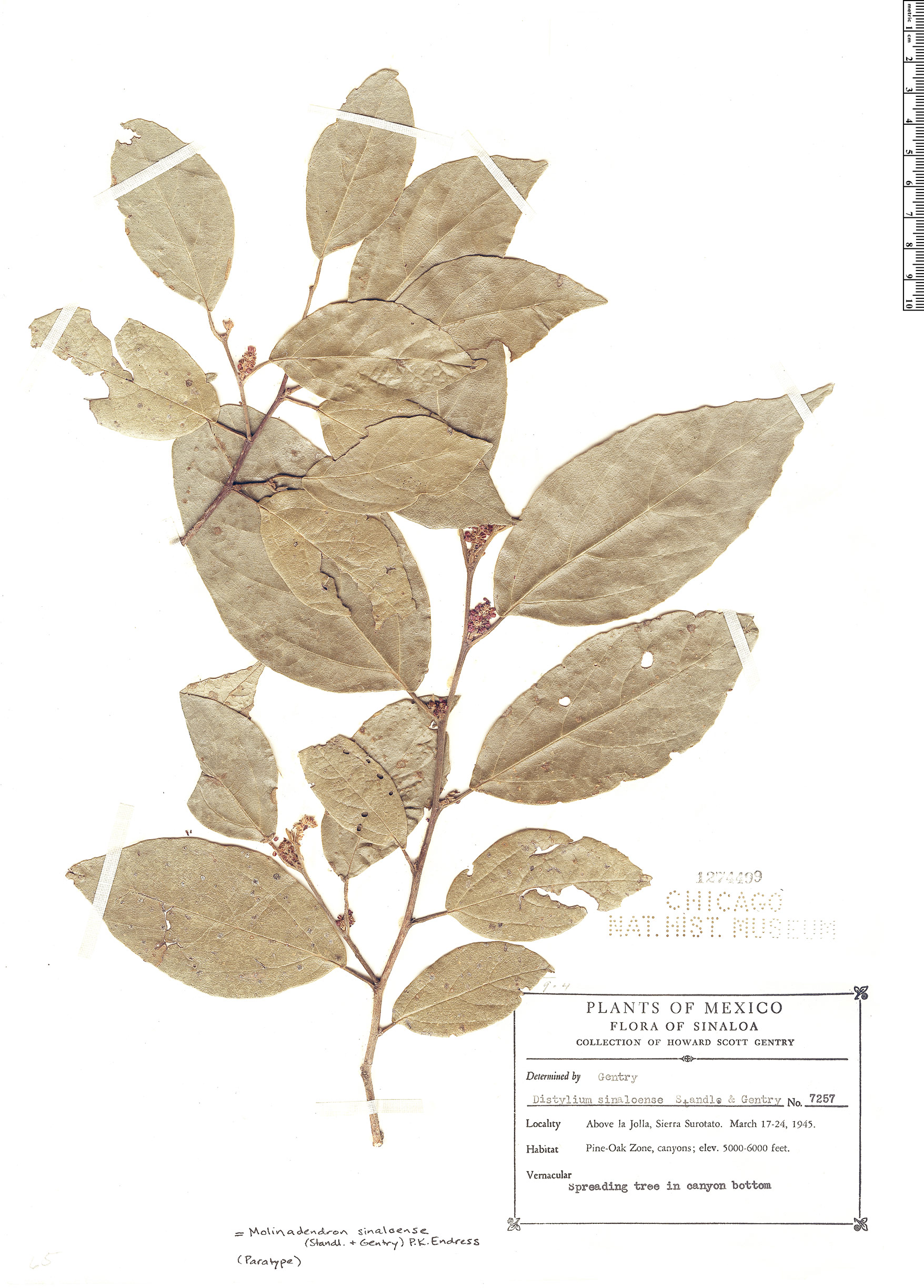Molinadendron sinaloense image