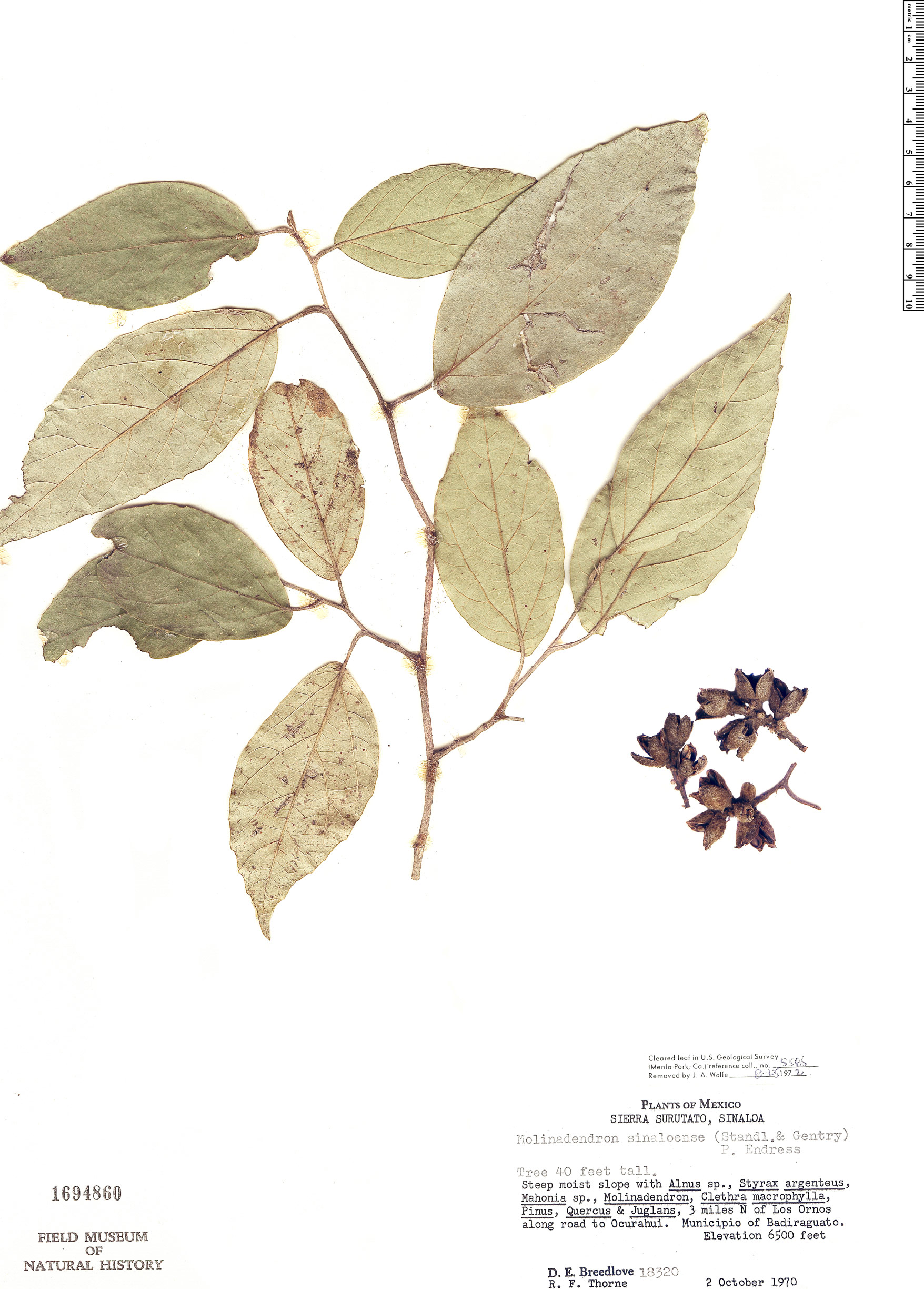 Molinadendron sinaloense image