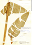 Heliconia cordata image