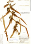 Heliconia meridensis image