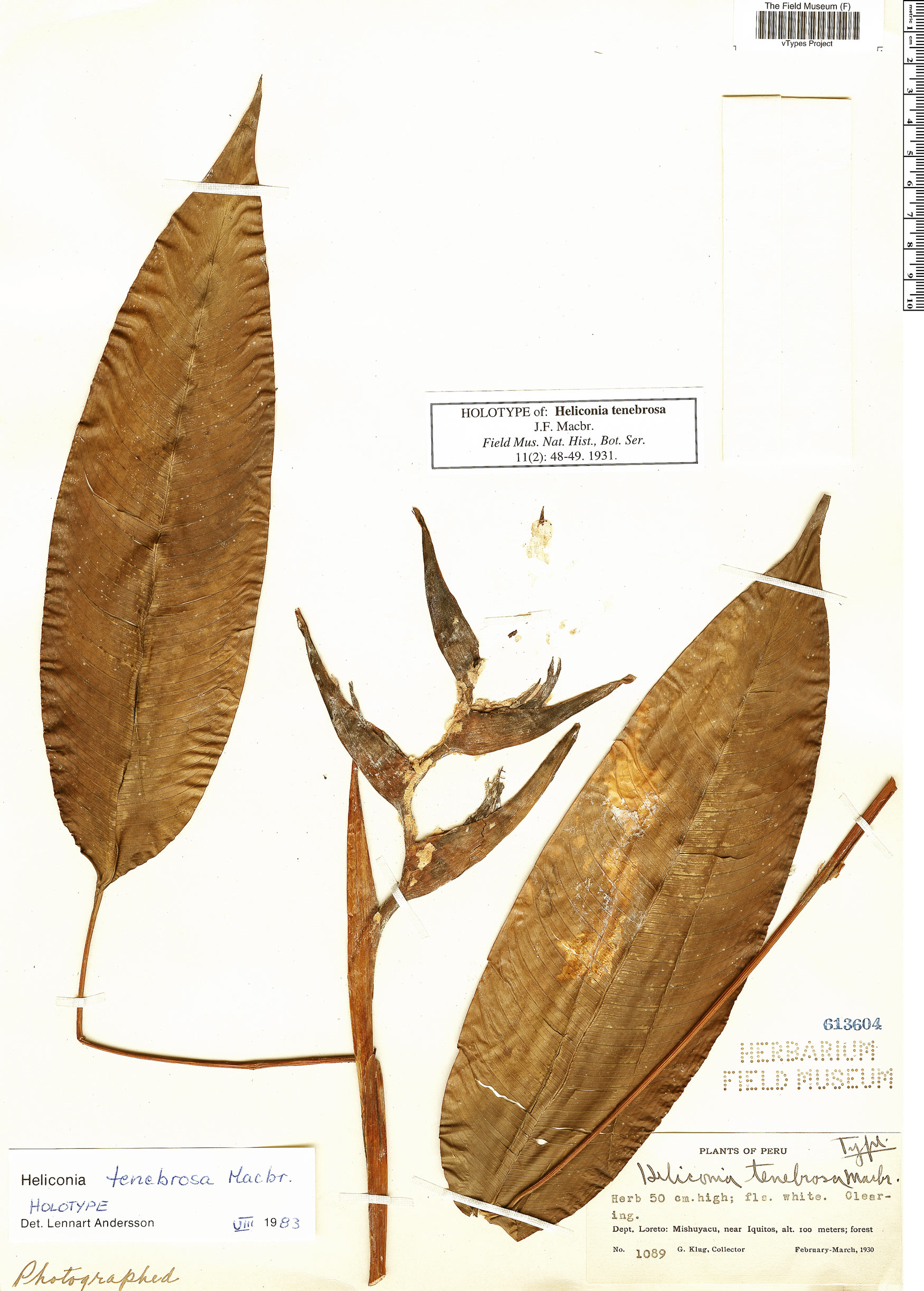 Heliconia tenebrosa image
