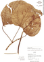 Hernandia lychnifera image