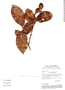Vantanea parviflora image