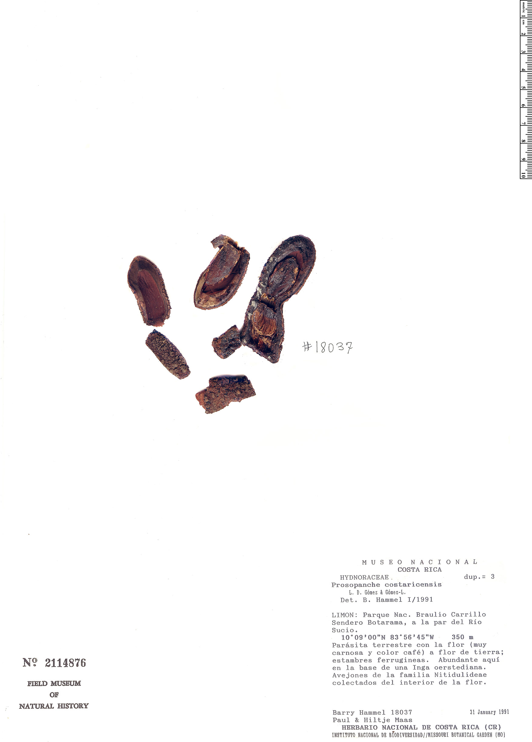 Prosopanche costaricensis image