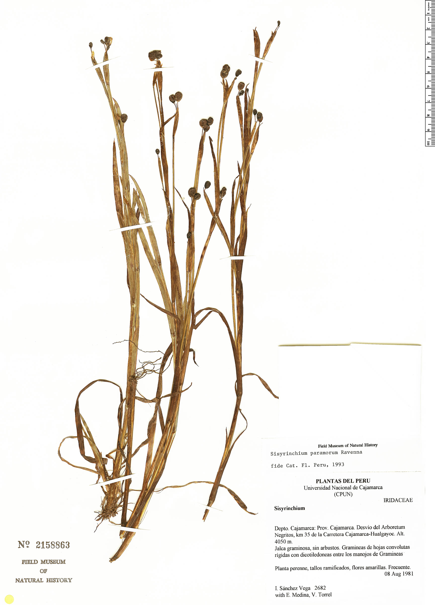 Sisyrinchium paramorum image