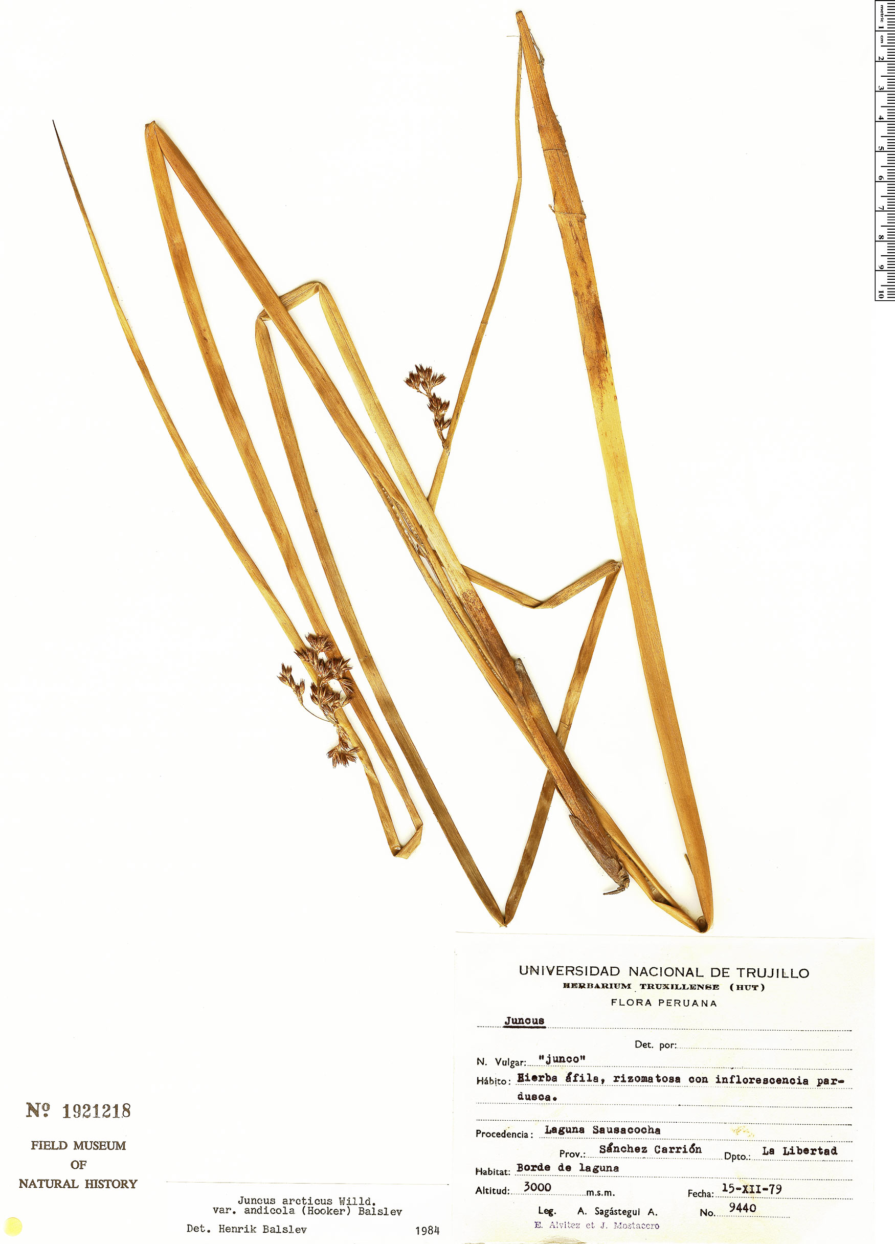 Juncus arcticus var. andicola image