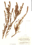 Clinopodium fasciculatum image