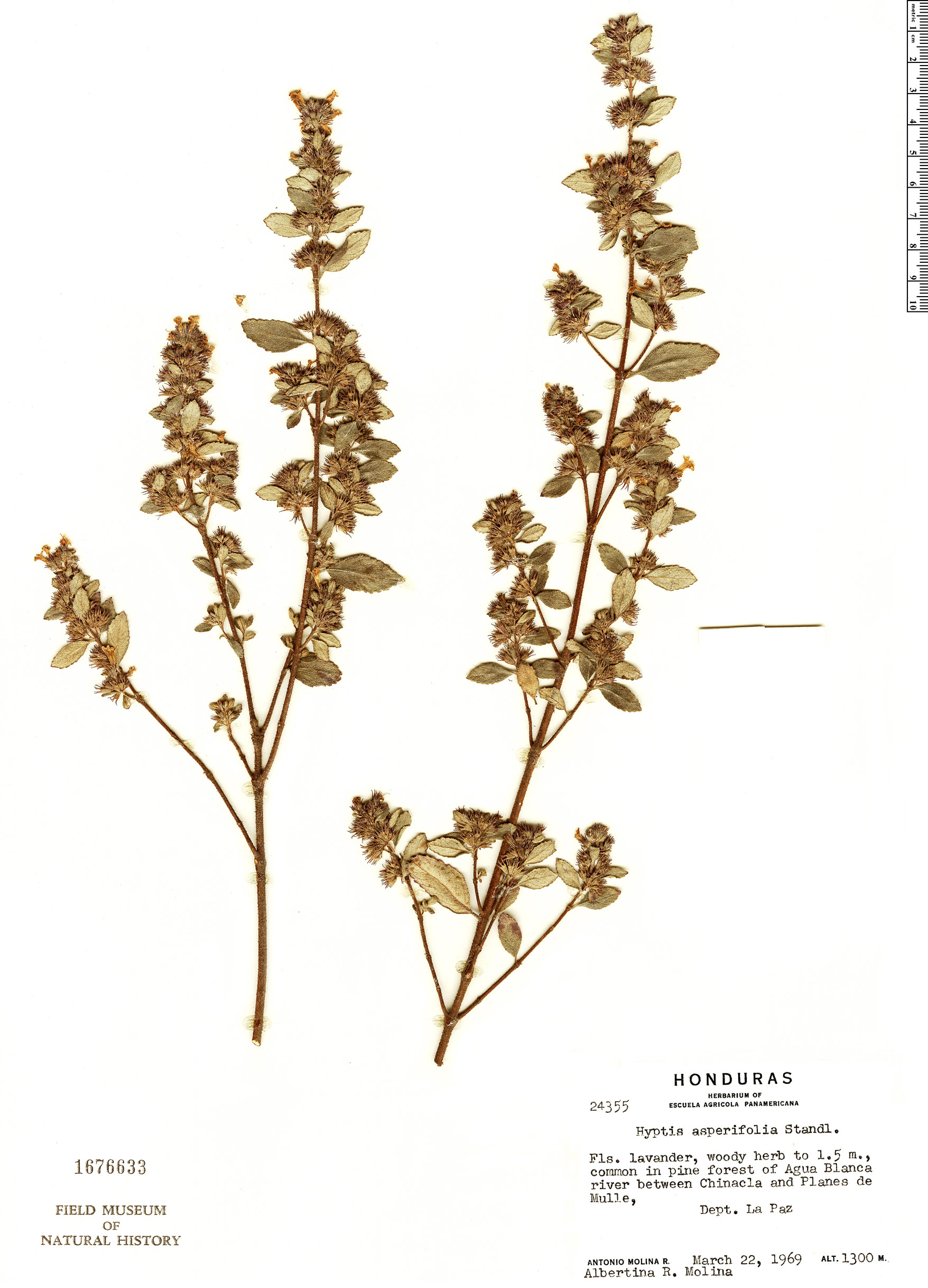 Mesosphaerum asperifolium image