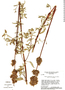 Hypenia densiflora image