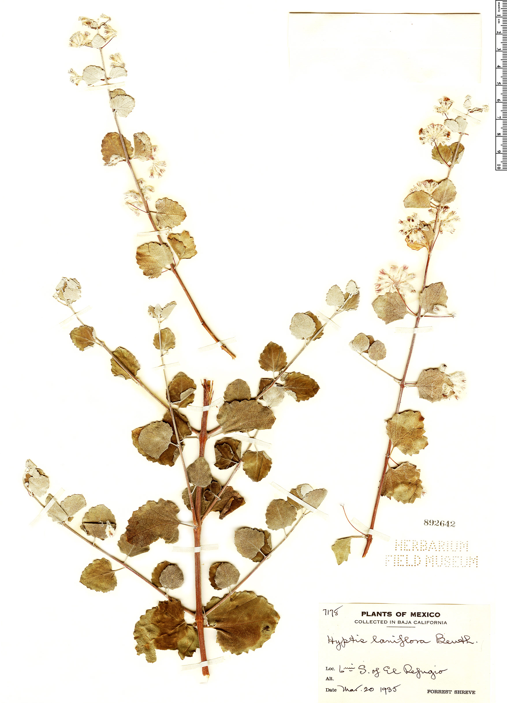 Condea laniflora image