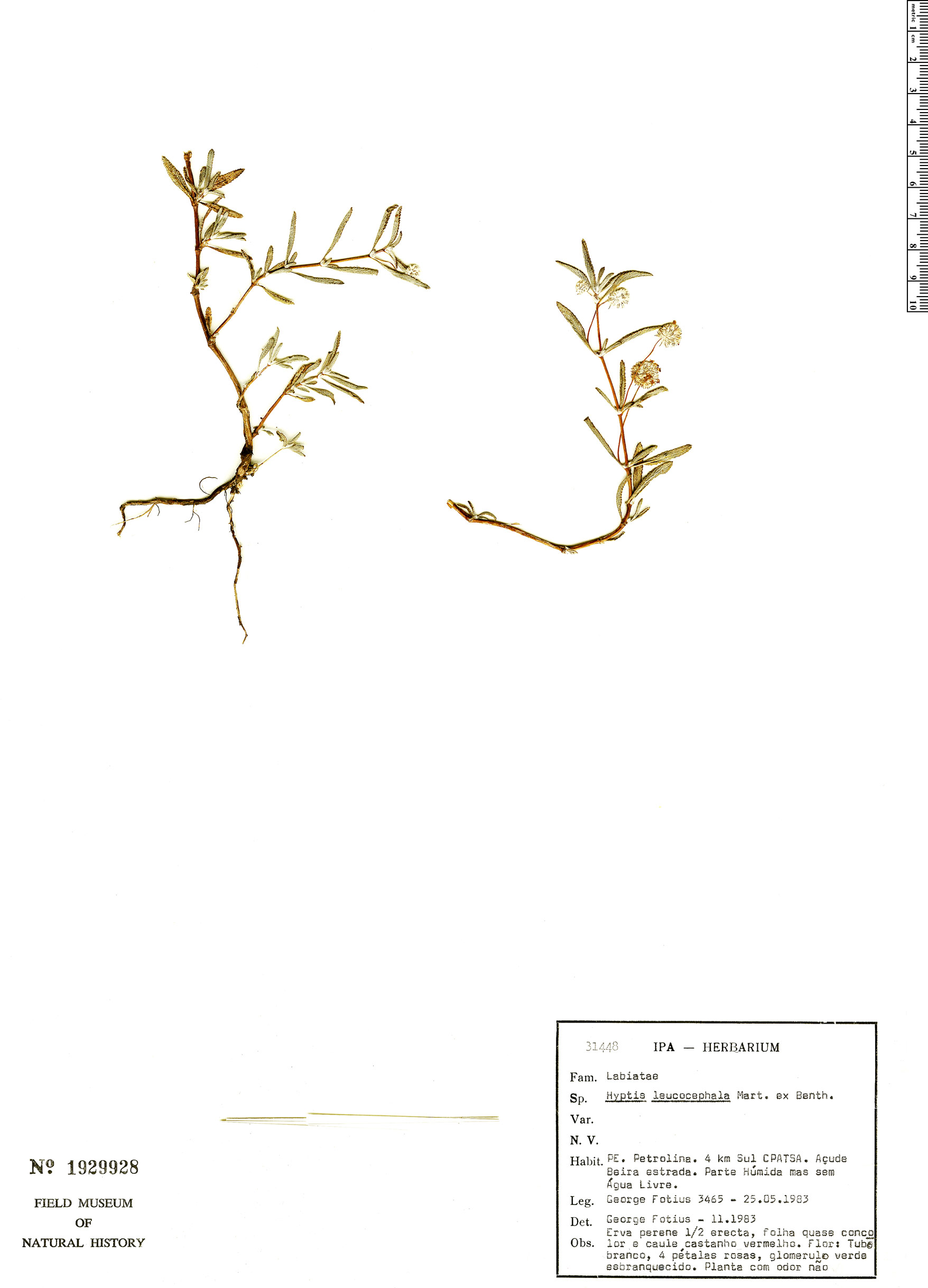 Martianthus leucocephalus image