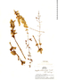 Hypenia reticulata image