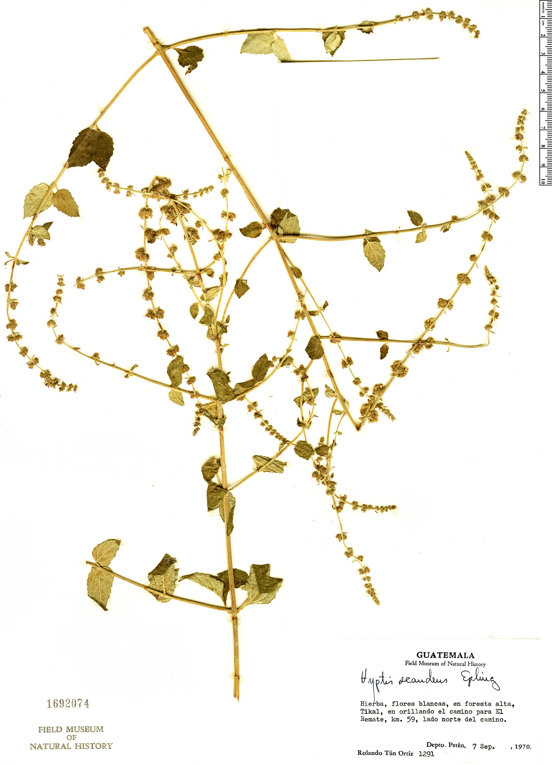Condea scandens image