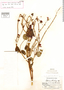 Salvia atrocalyx image