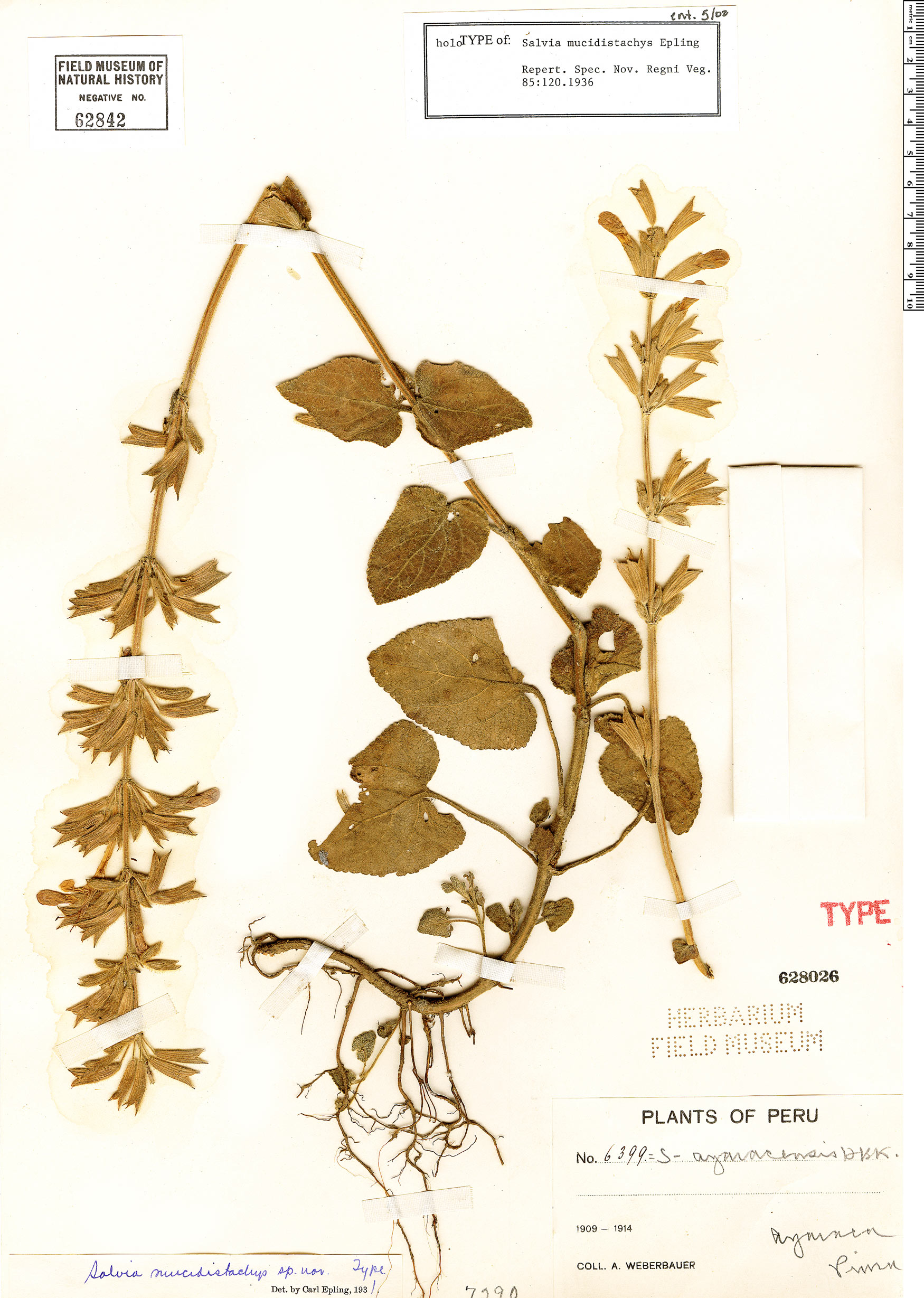 Salvia mucidistachys image