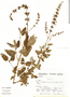 Salvia bullulata image