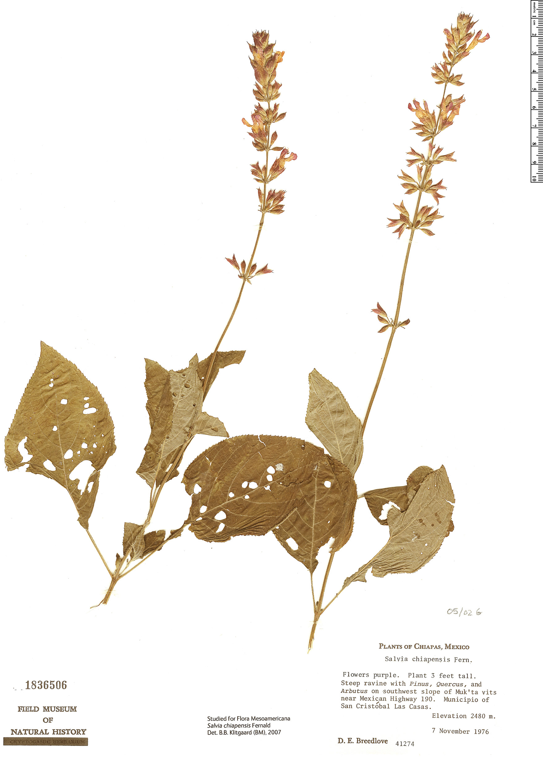 Salvia chiapensis image