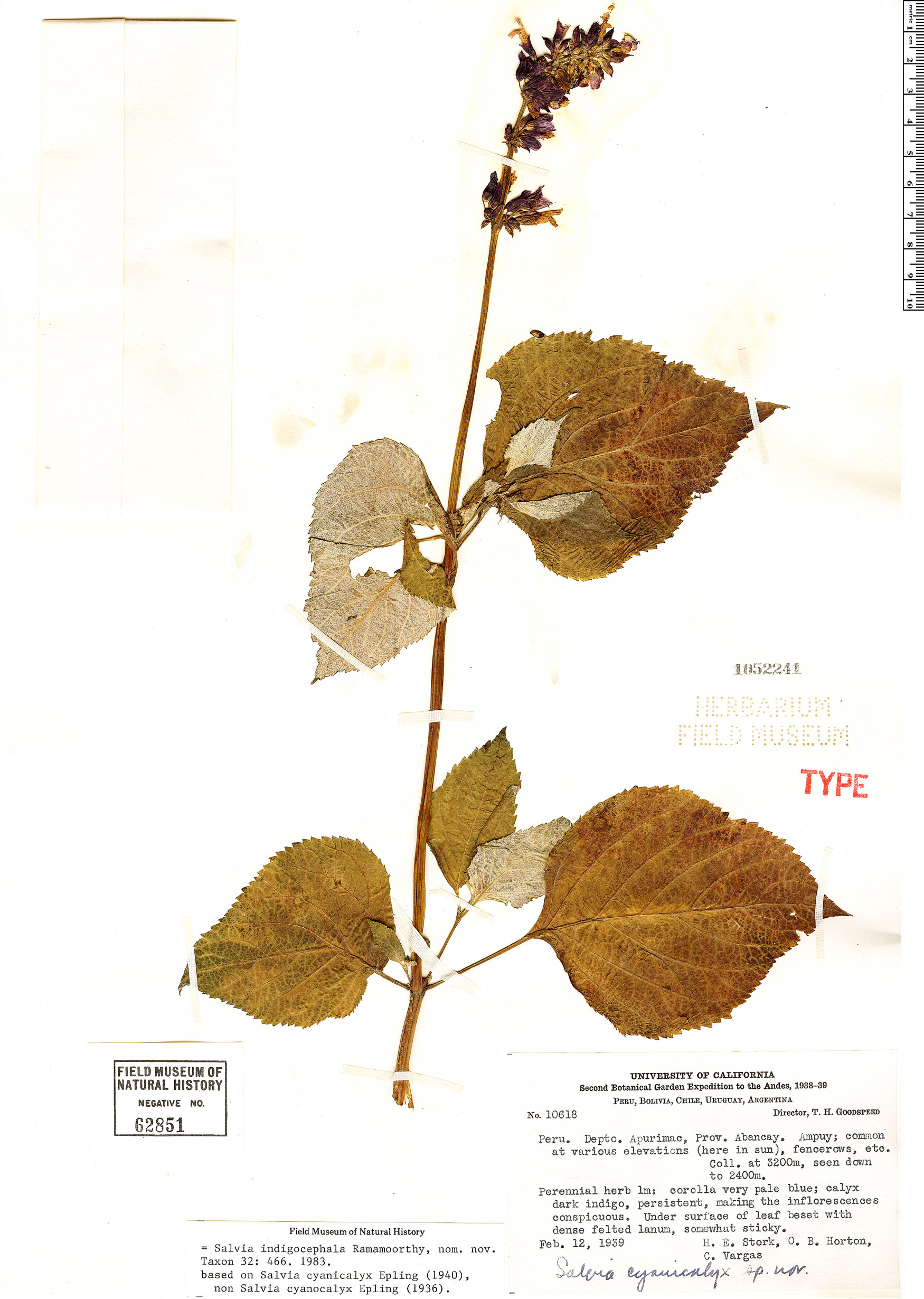 Salvia cyanicalyx image