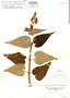 Salvia longiflora image