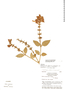 Salvia ernesti-vargasii image