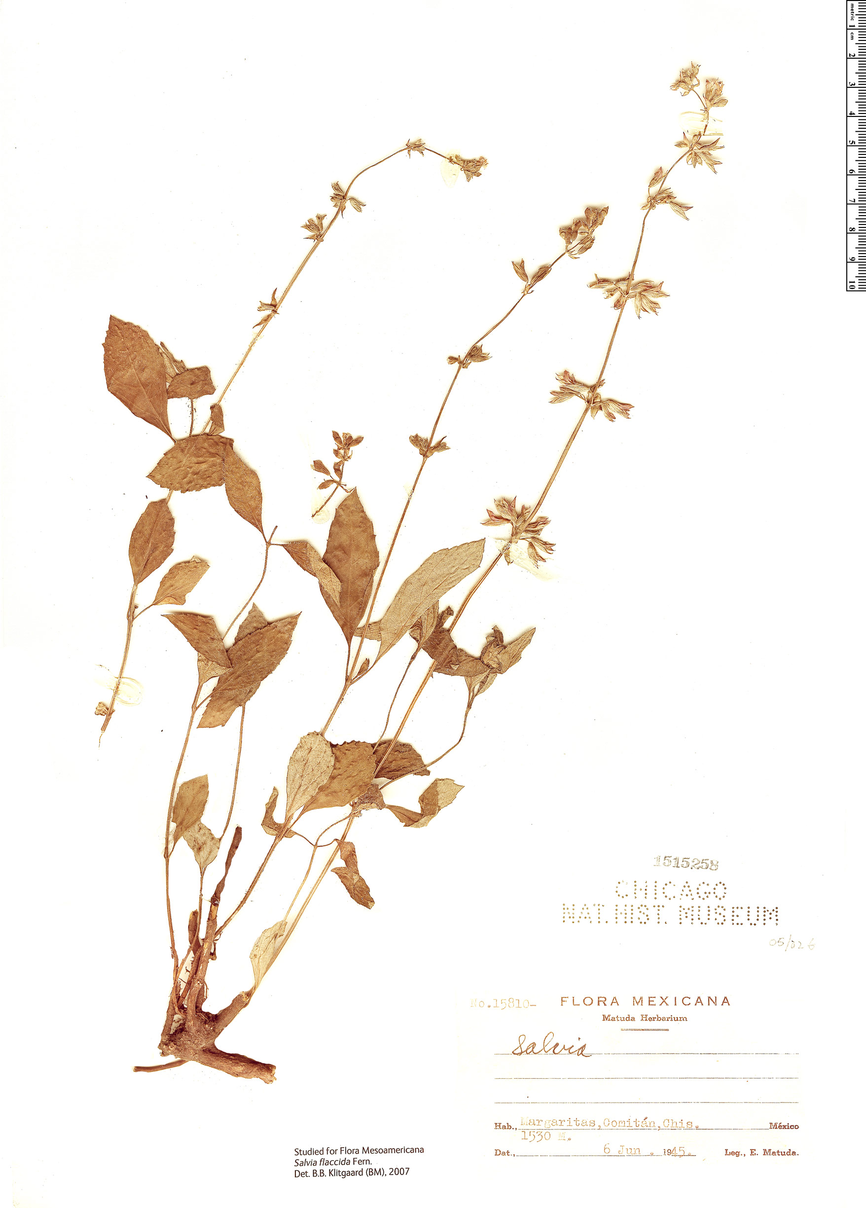 Salvia flaccida image