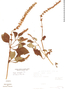 Salvia fluviatilis image