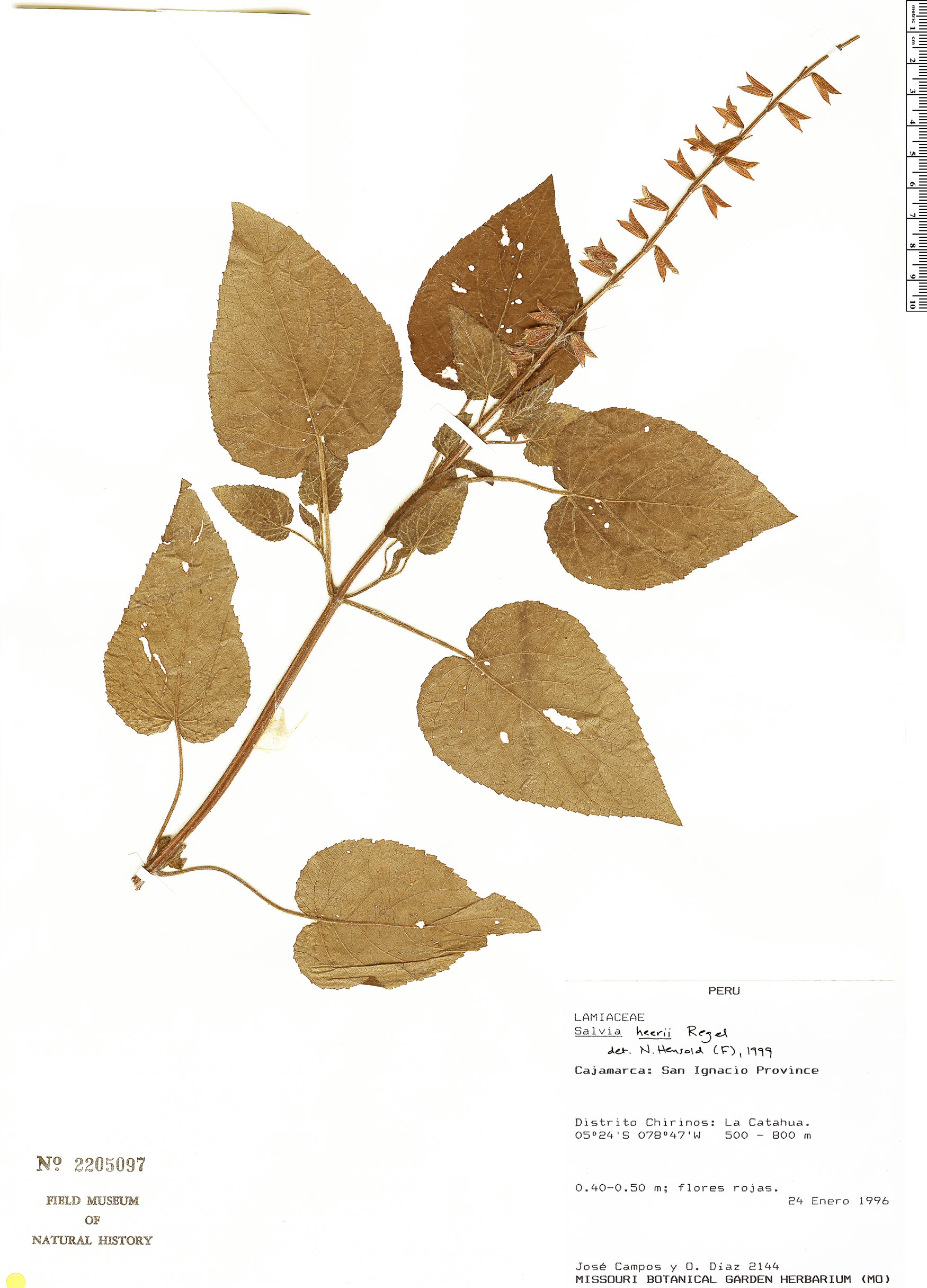 Salvia heerii image