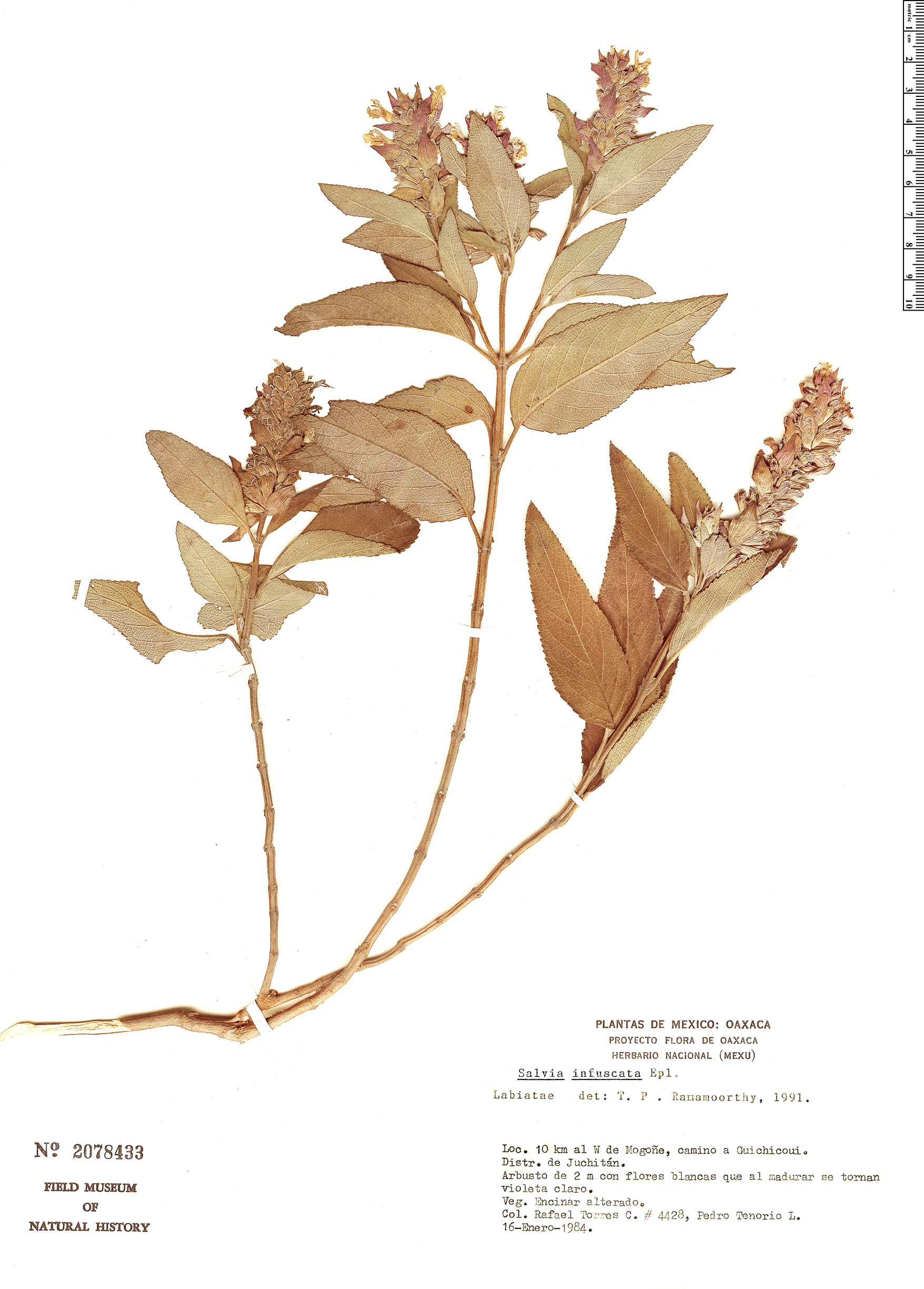 Salvia infuscata image