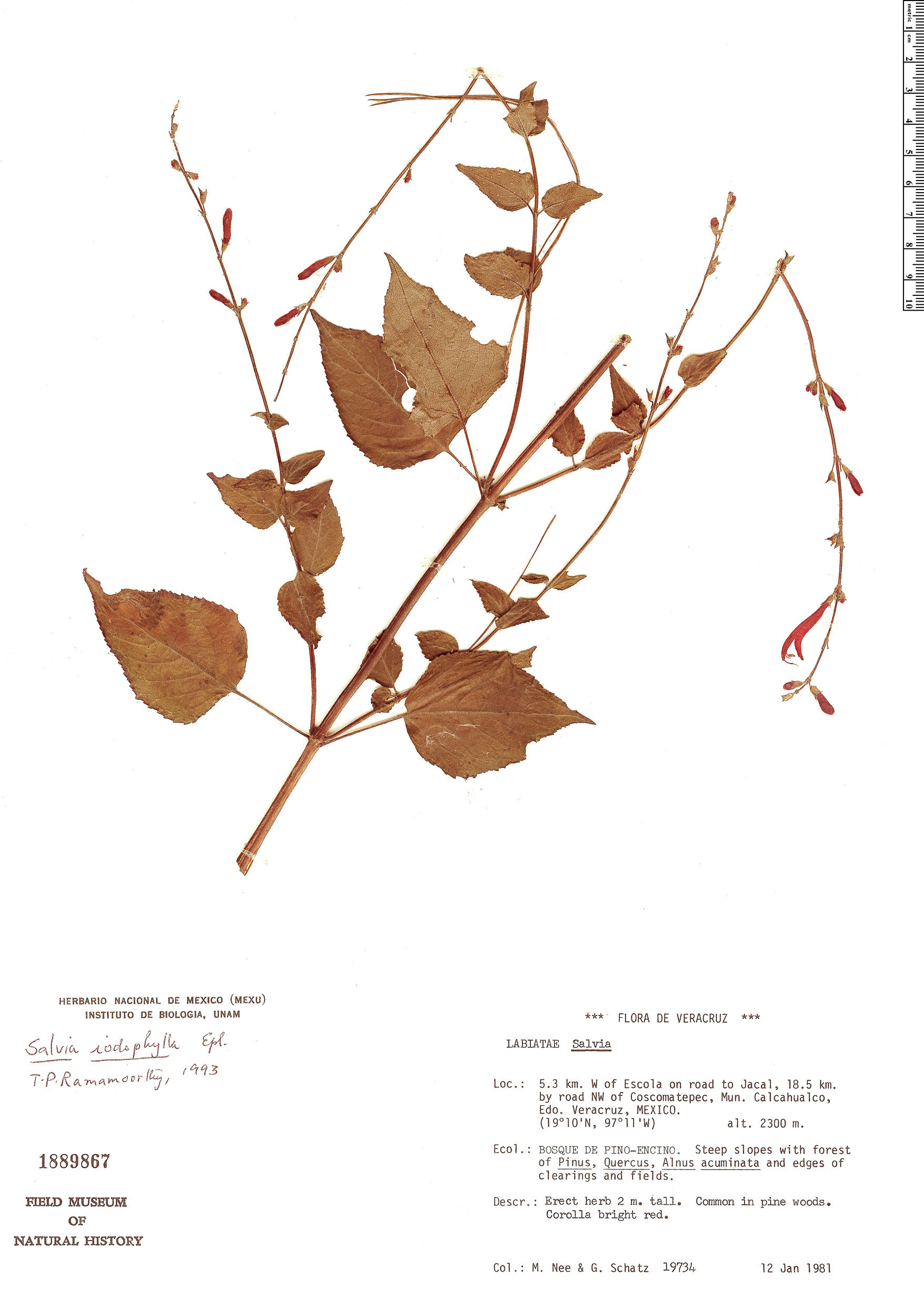 Salvia iodophylla image