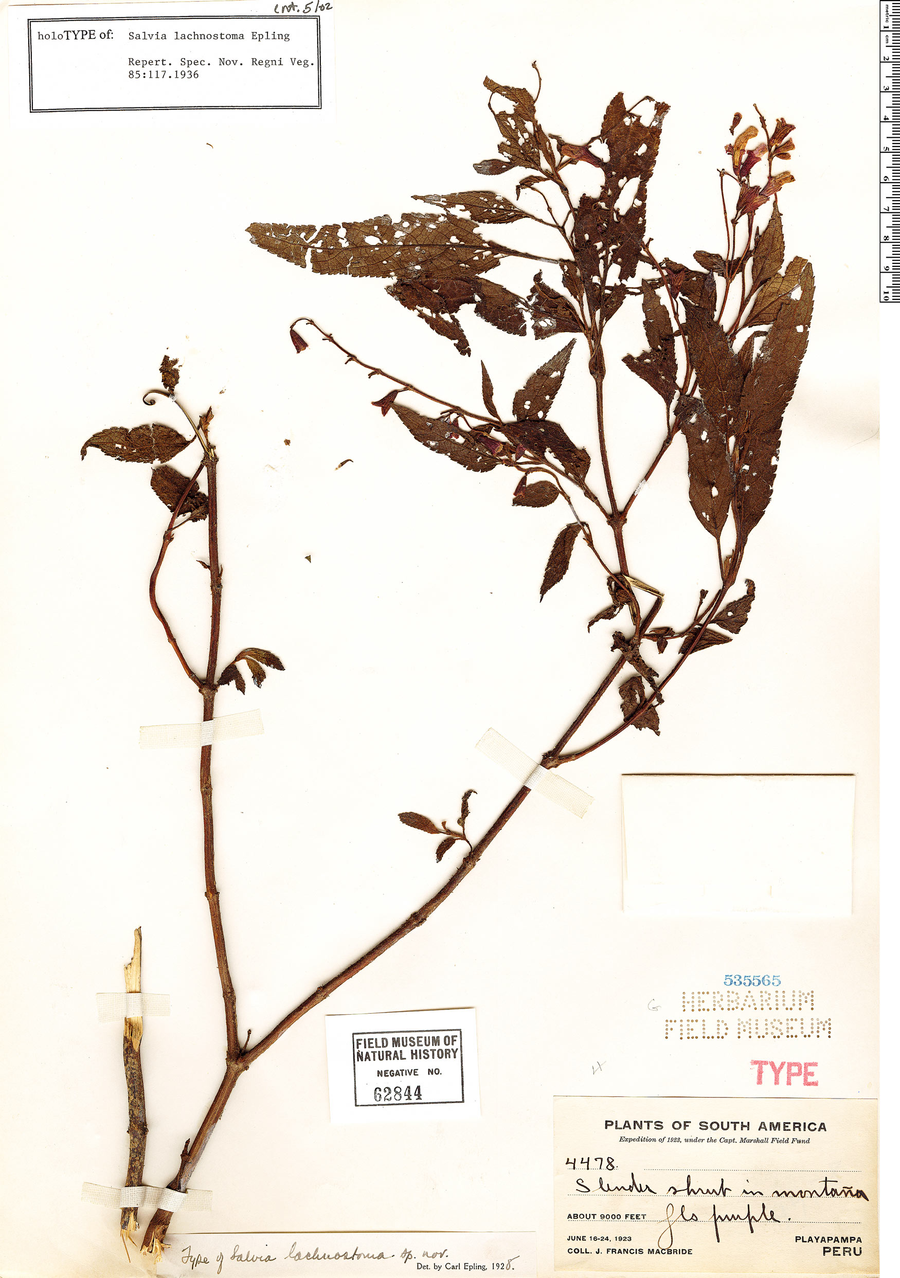 Salvia lachnostoma image