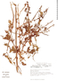 Salvia mazatlanensis image