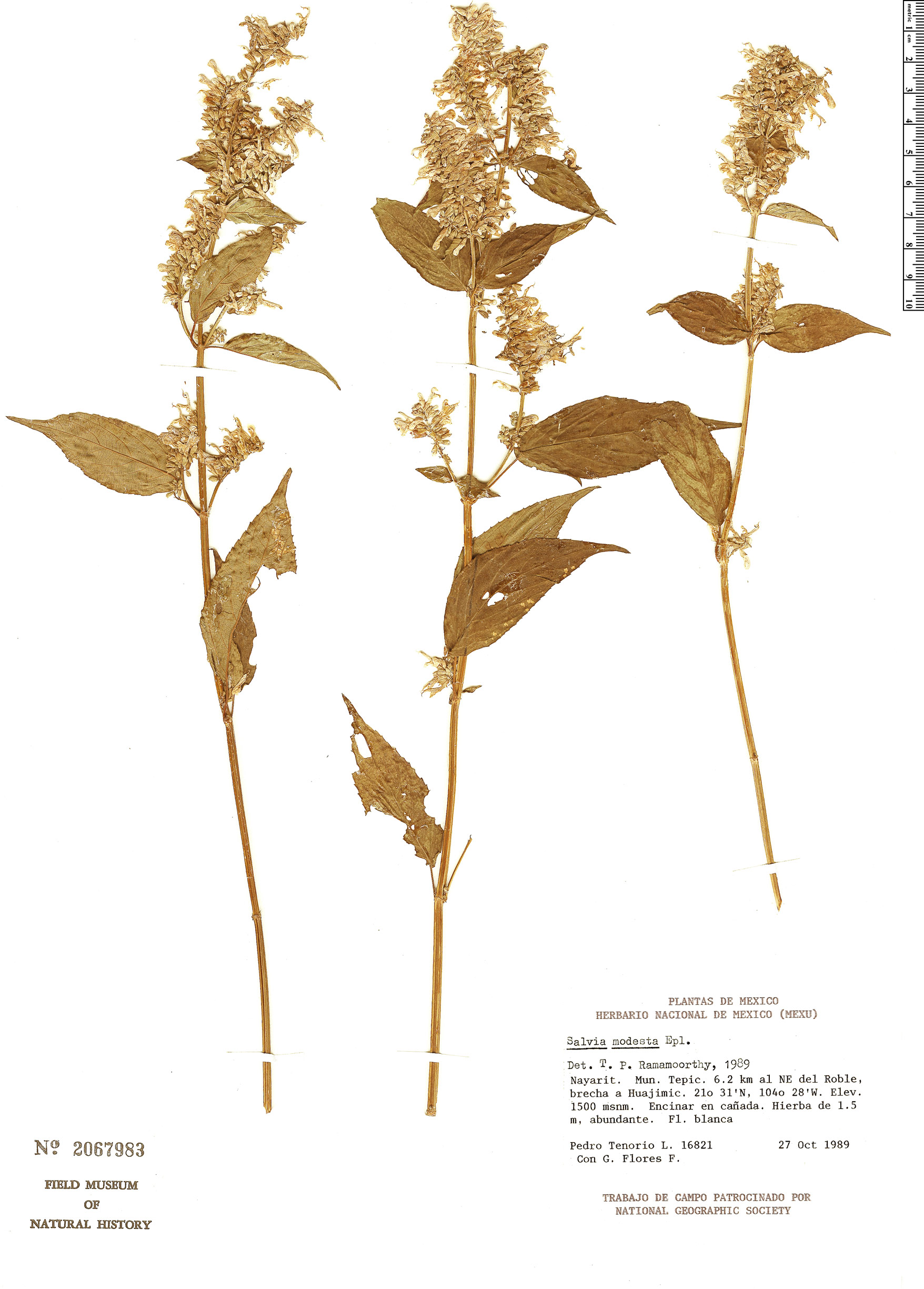 Salvia modesta image