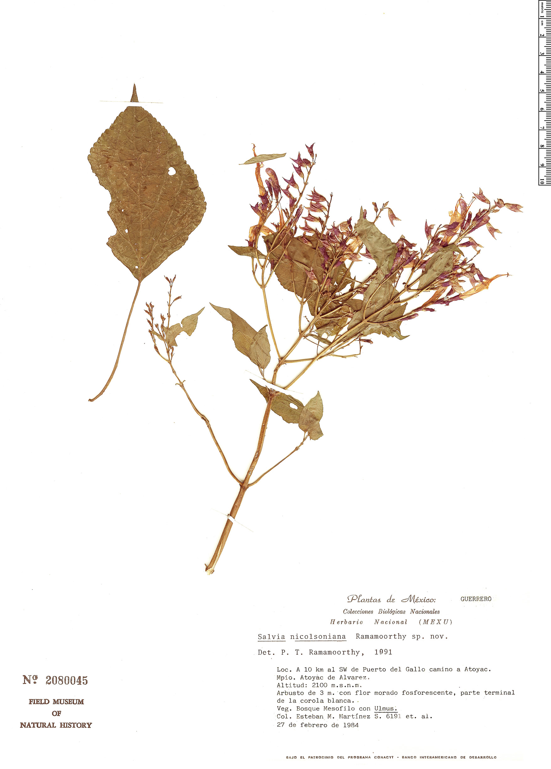 Salvia clarkcowanii image