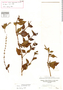 Salvia procumbens image
