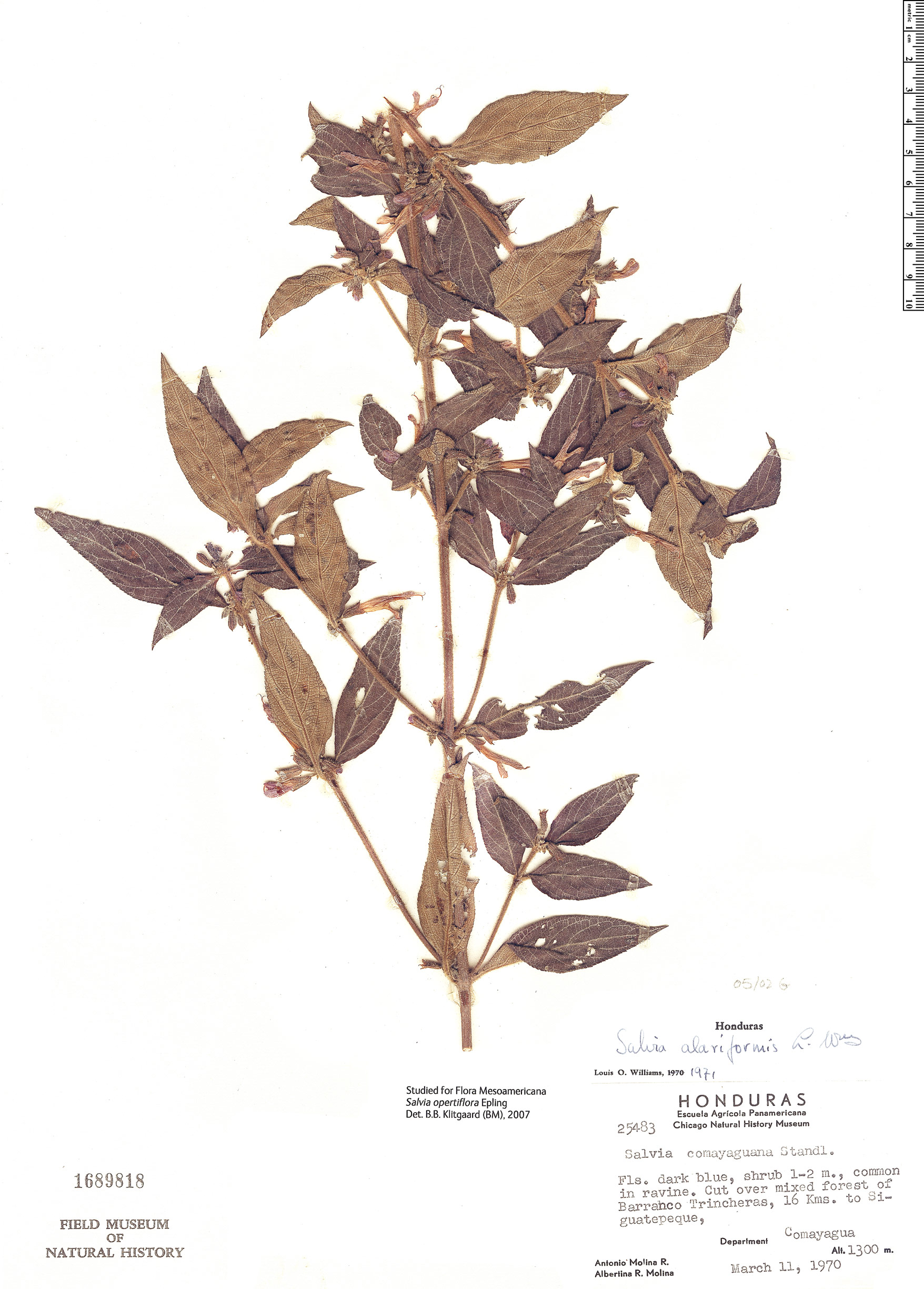 Salvia opertiflora image