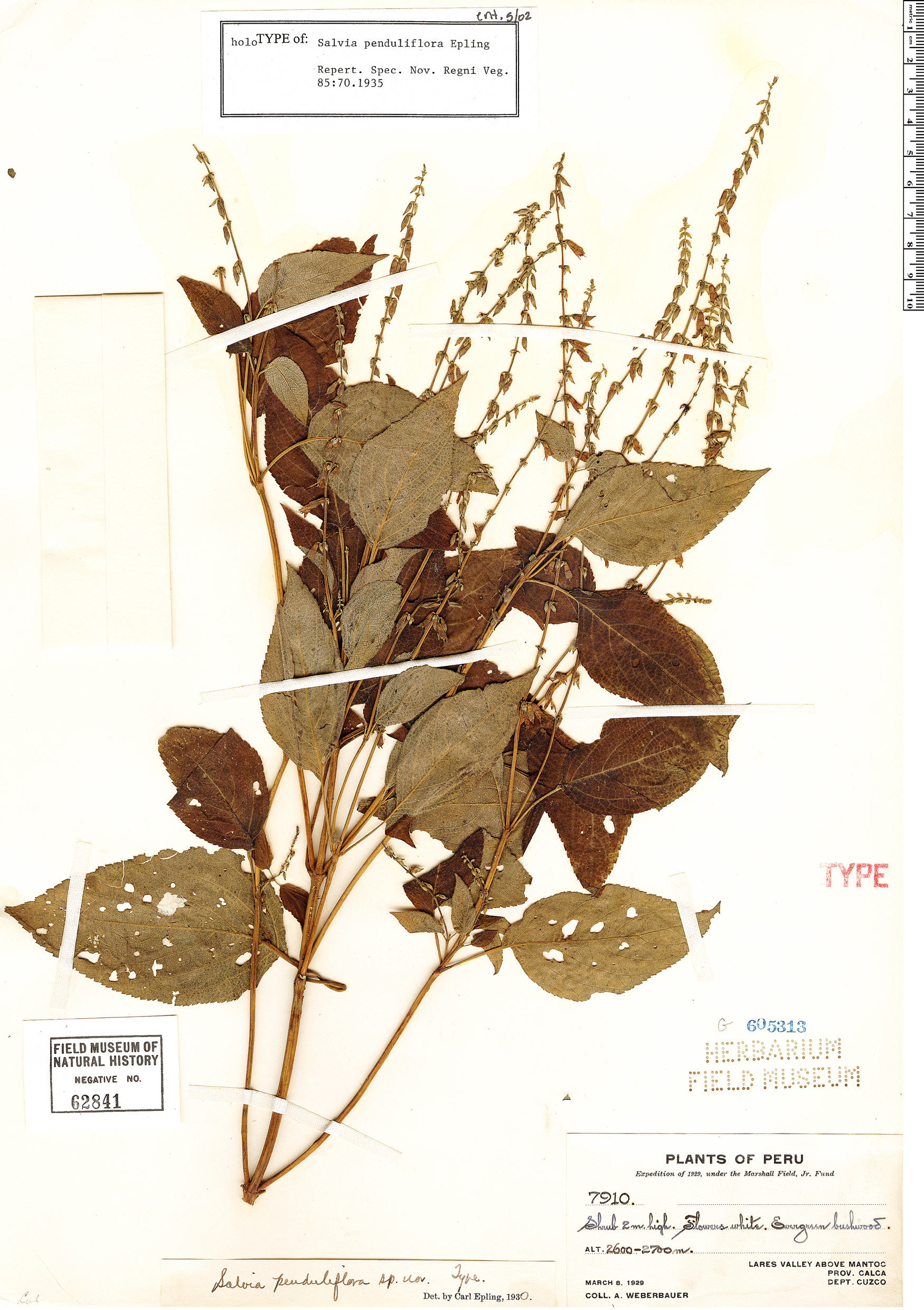 Salvia penduliflora image