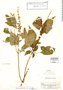 Salvia perlucida image