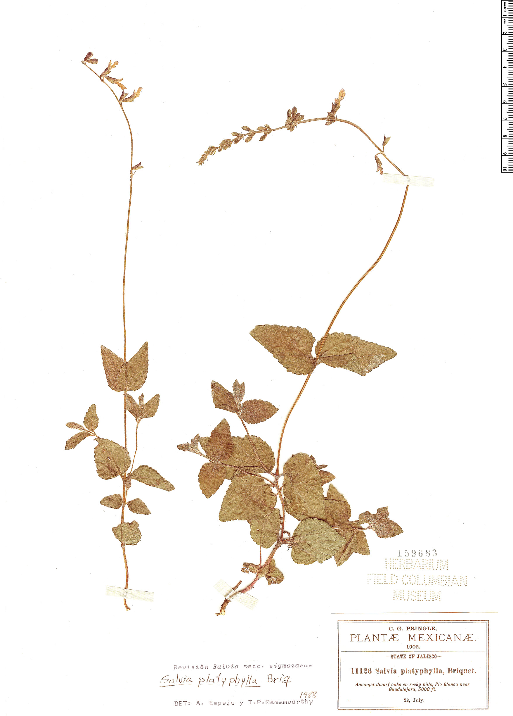 Salvia platyphylla image