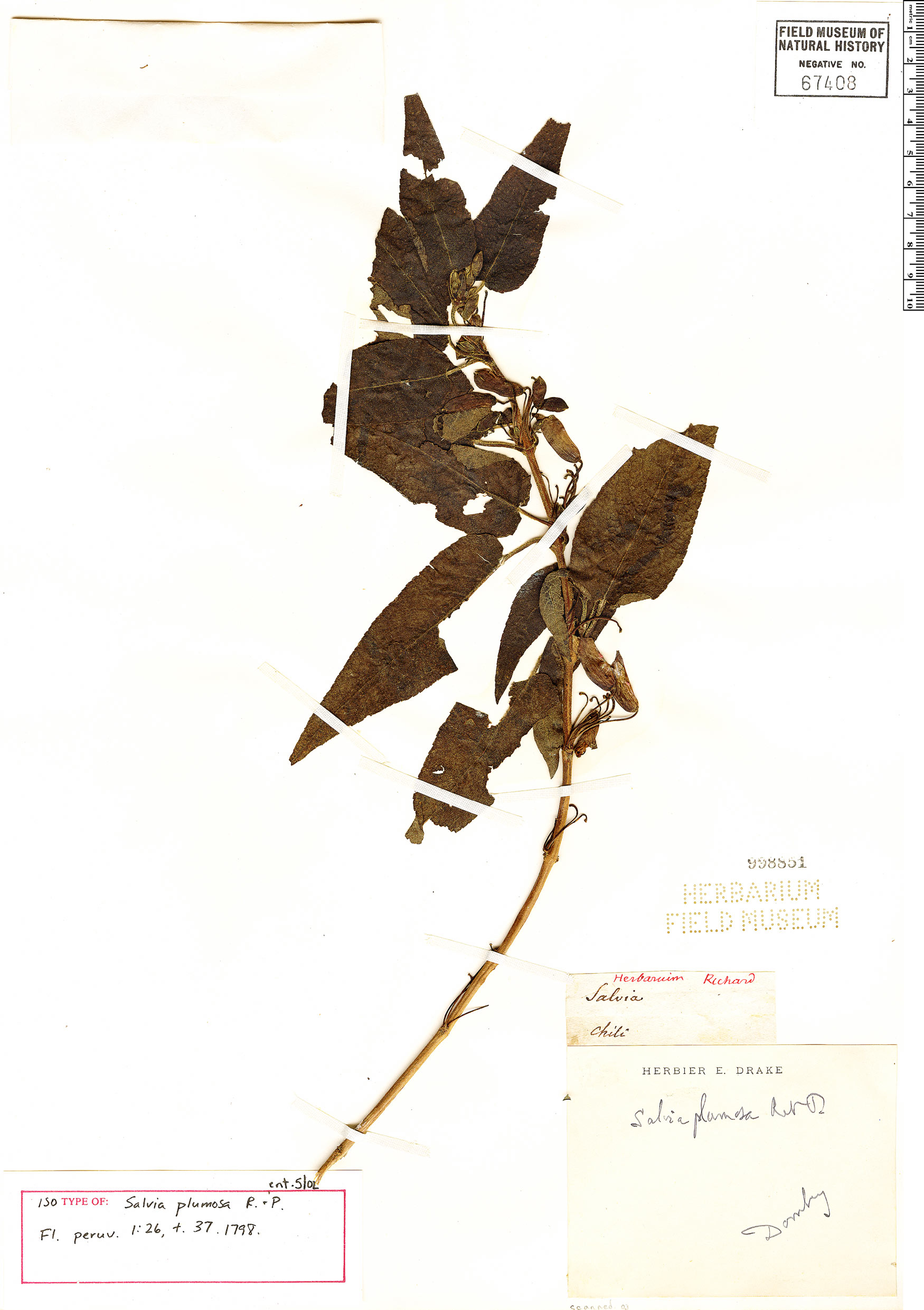 Salvia plumosa image
