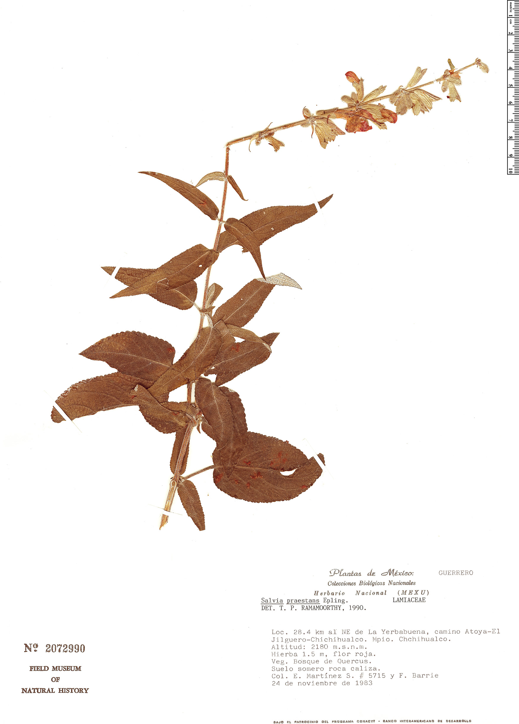 Salvia praestans image
