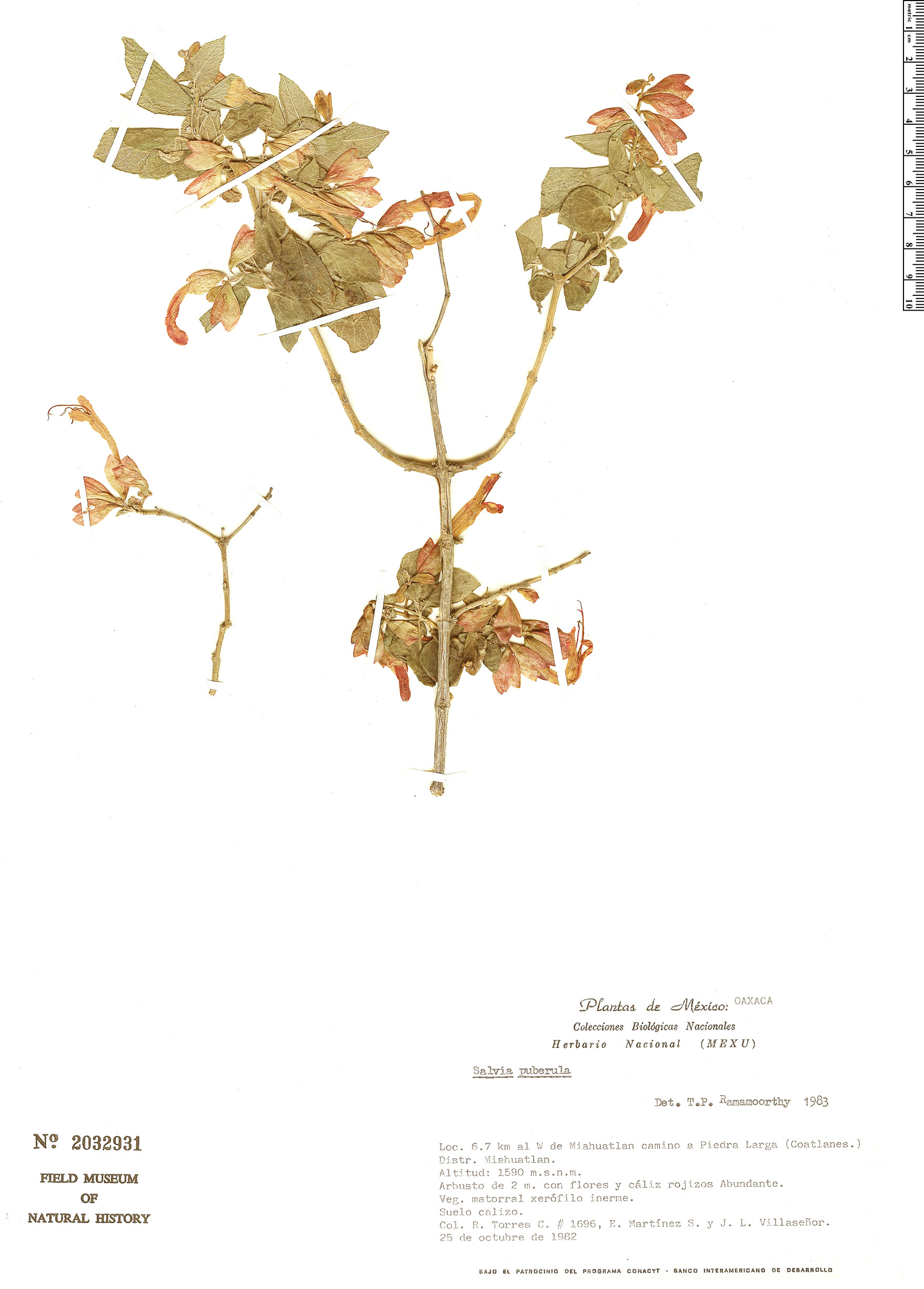 Salvia puberula image
