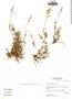 Salvia punctata image