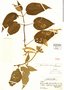 Salvia scandens image