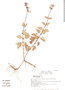 Salvia setulosa image