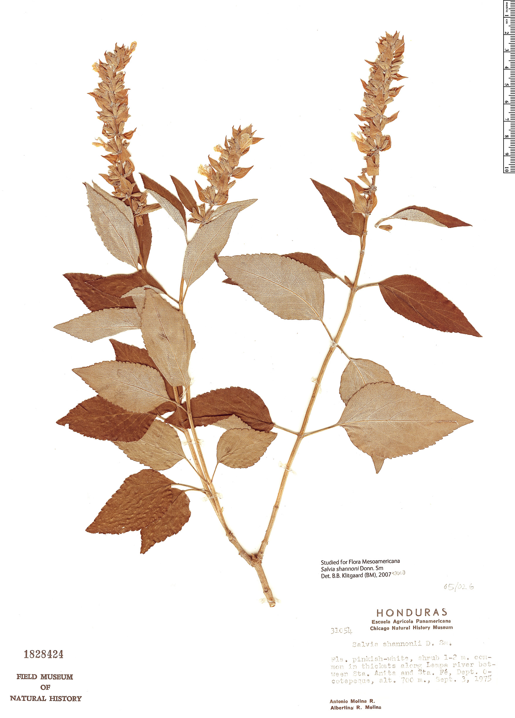 Salvia shannonii image