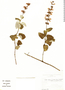 Salvia trifilis image