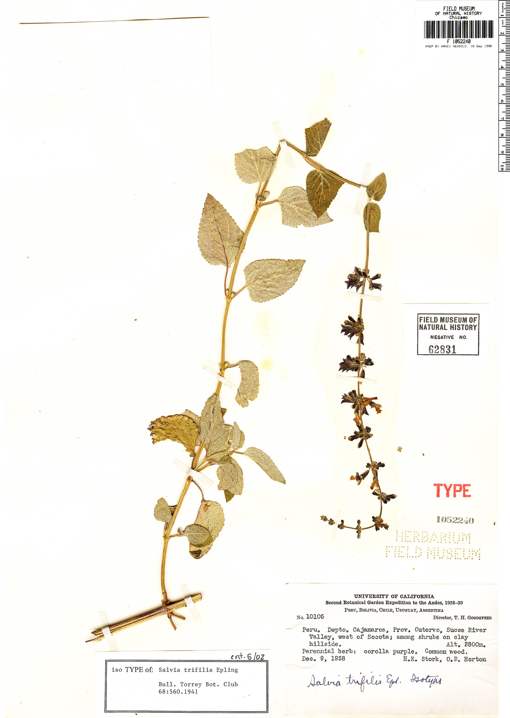 Salvia trifilis image