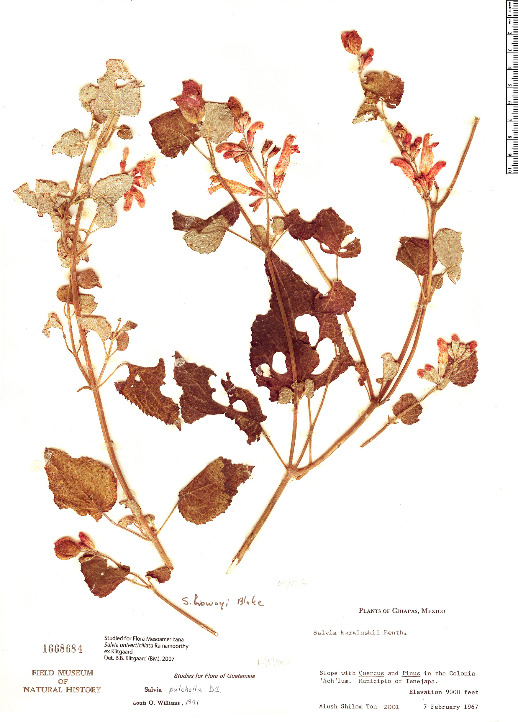 Salvia univerticillata image