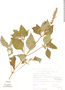 Salvia xalapensis image
